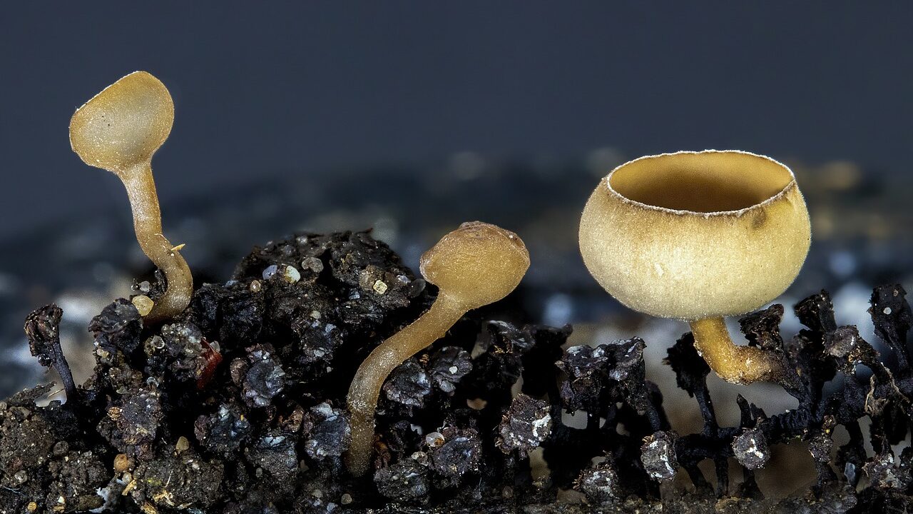 Cup Fungus in Garden: What It Is and How to Get Rid of It