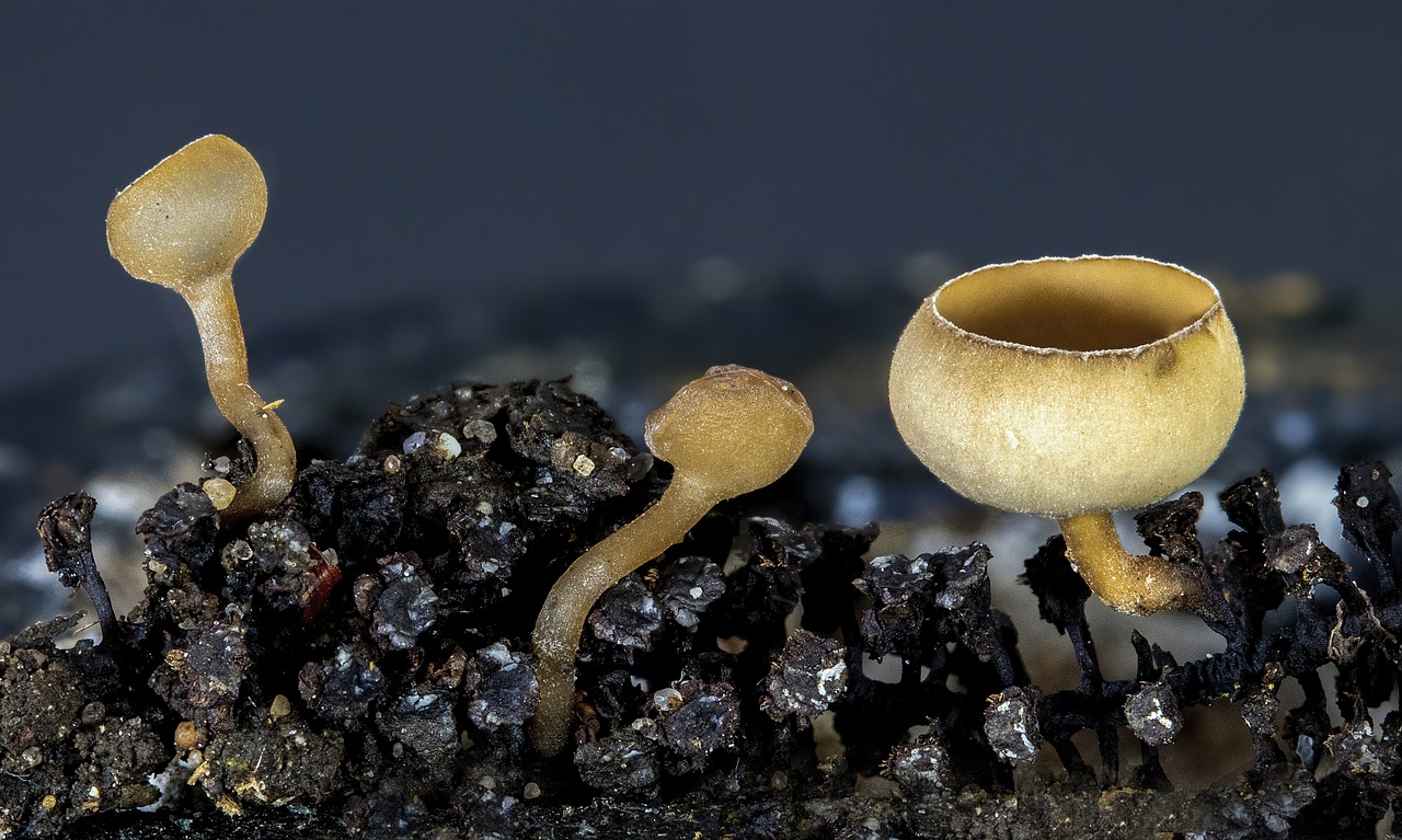Cup Fungus