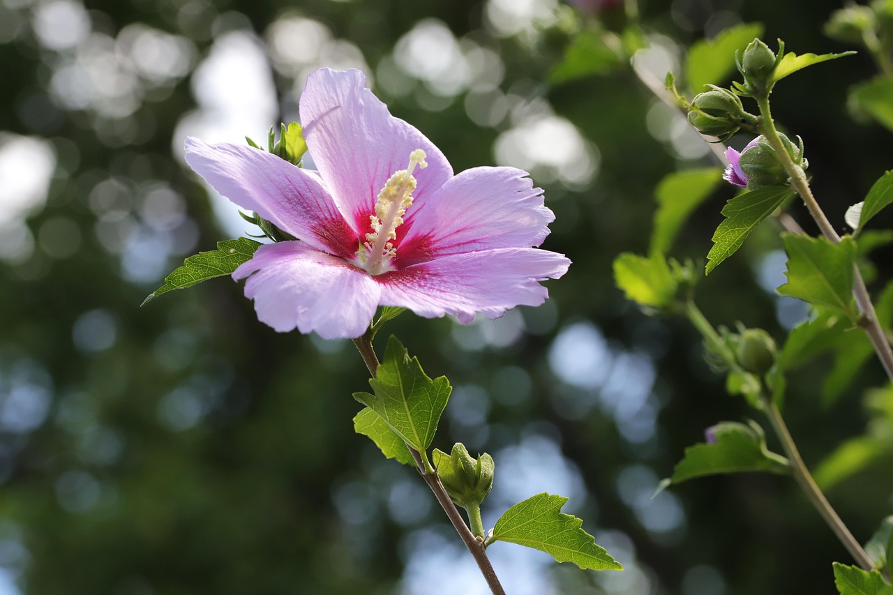 Sugar Tip Rose of Sharon
