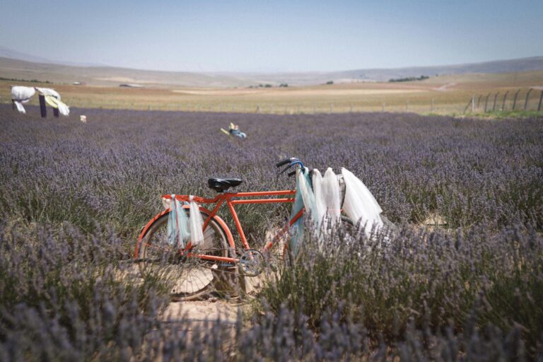 Grow Lavender