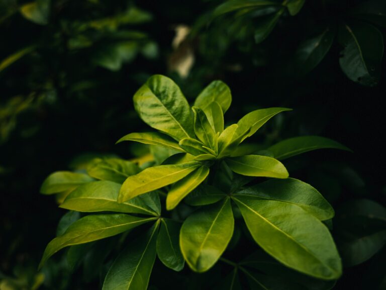 Amazing Arboricola Plant