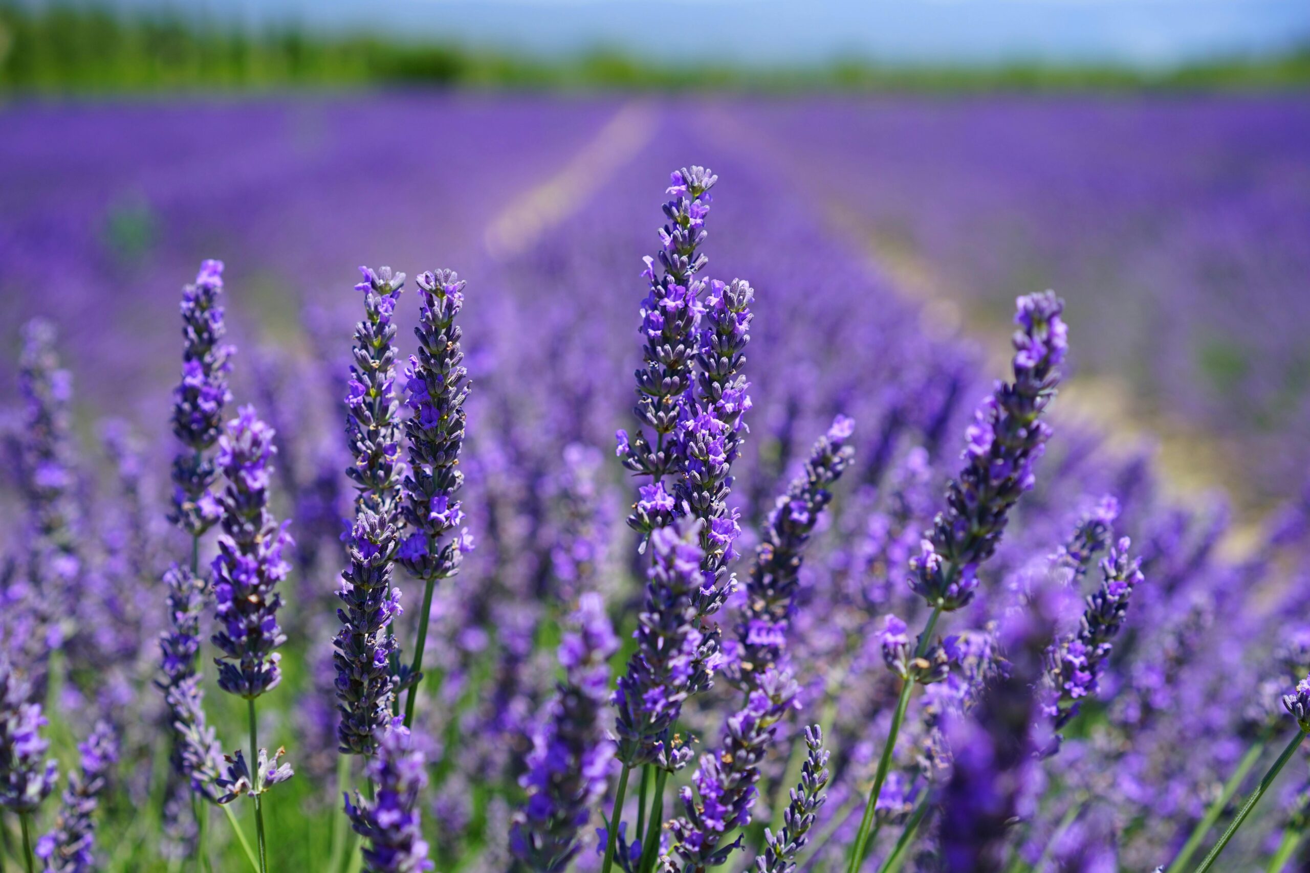 Lavender in Texas