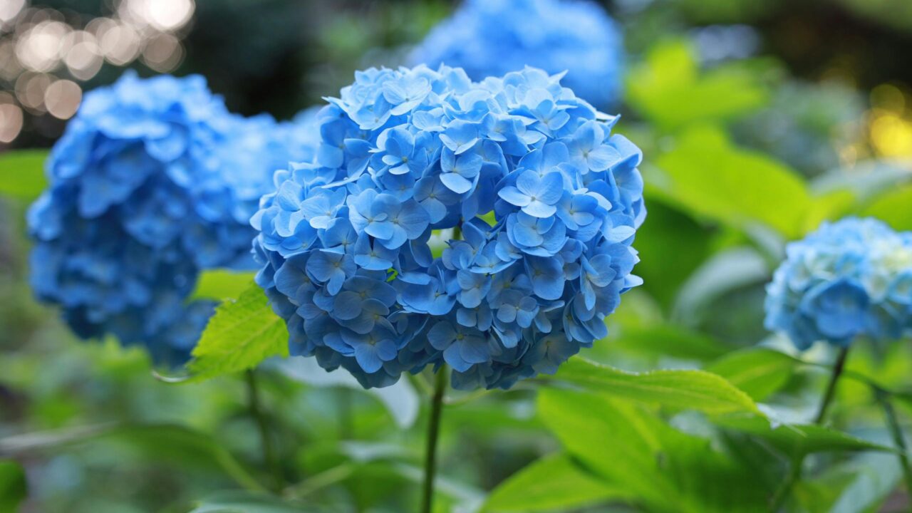 Blue vs Green Hydrangeas: How to Grow, Care & Change Colors