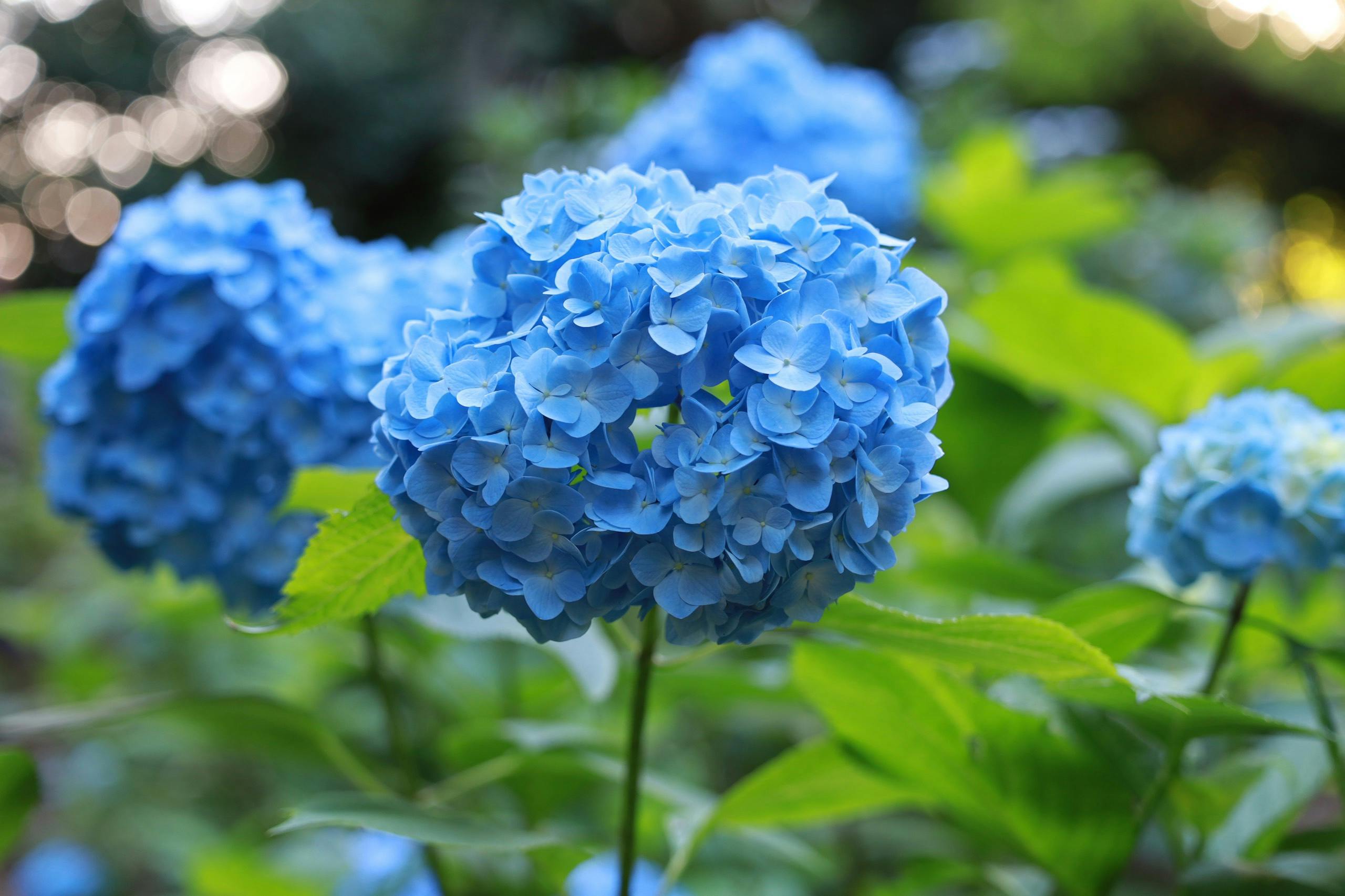 Blue vs Green Hydrangeas