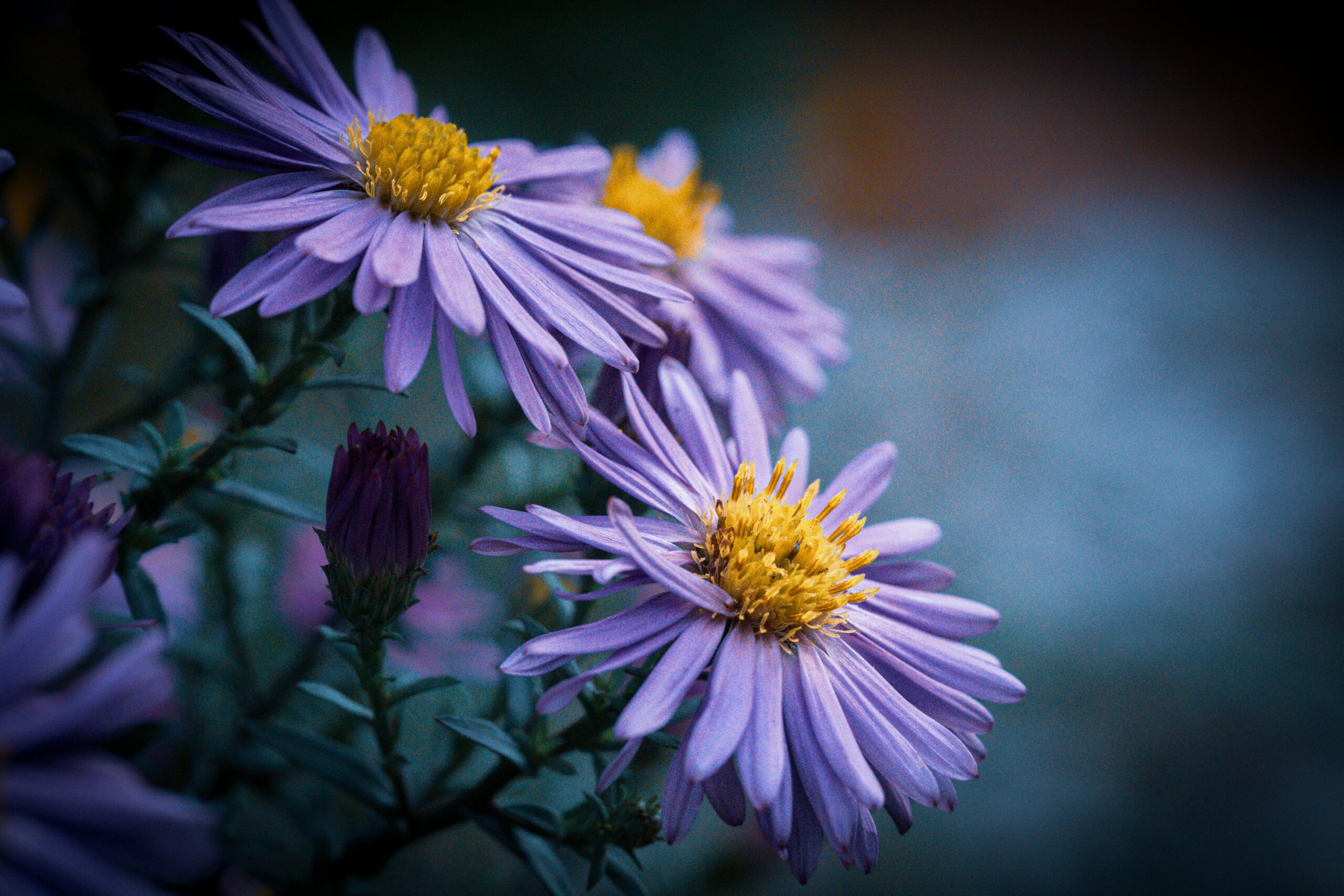 Purple and Yellow Flowers