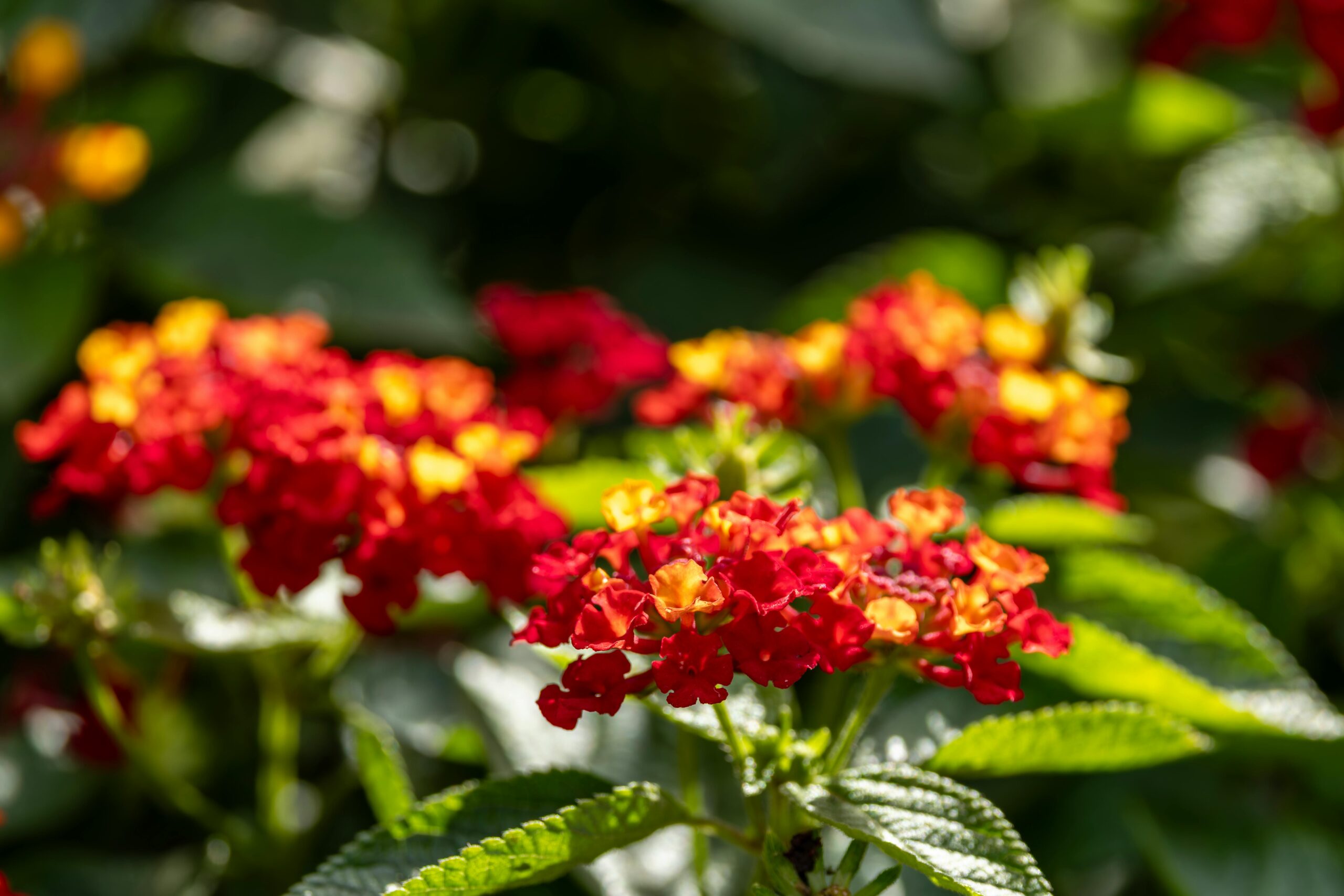 Bandana Red Lantana