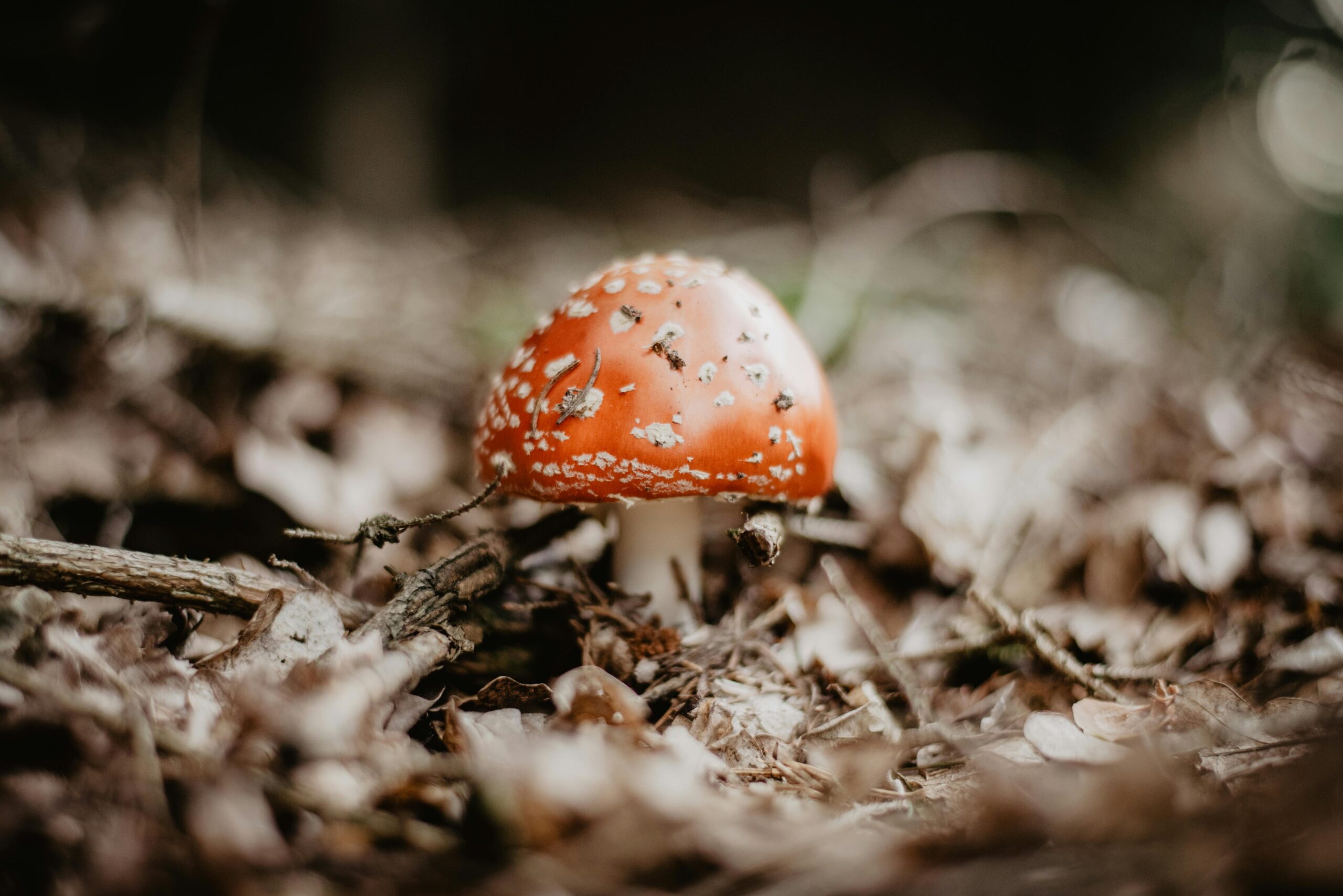 Macro shot of a red fly agaric mushroom amidst forest foliage, displaying natural beauty.