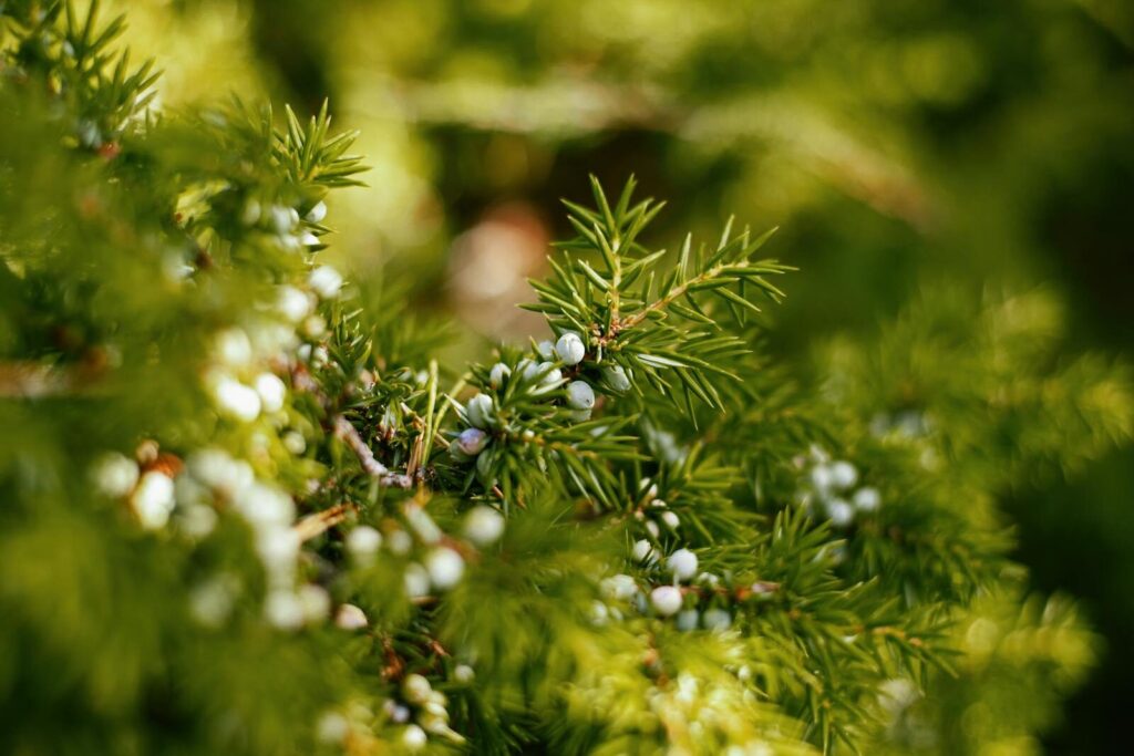 Aquavita Juniper