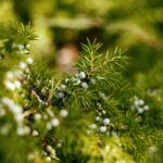 Aquavita Juniper