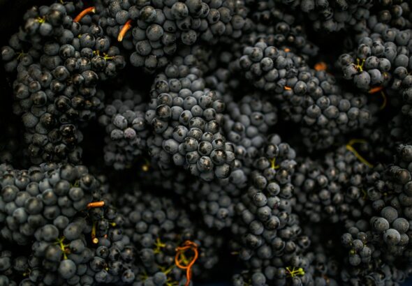 Long Black Grapes