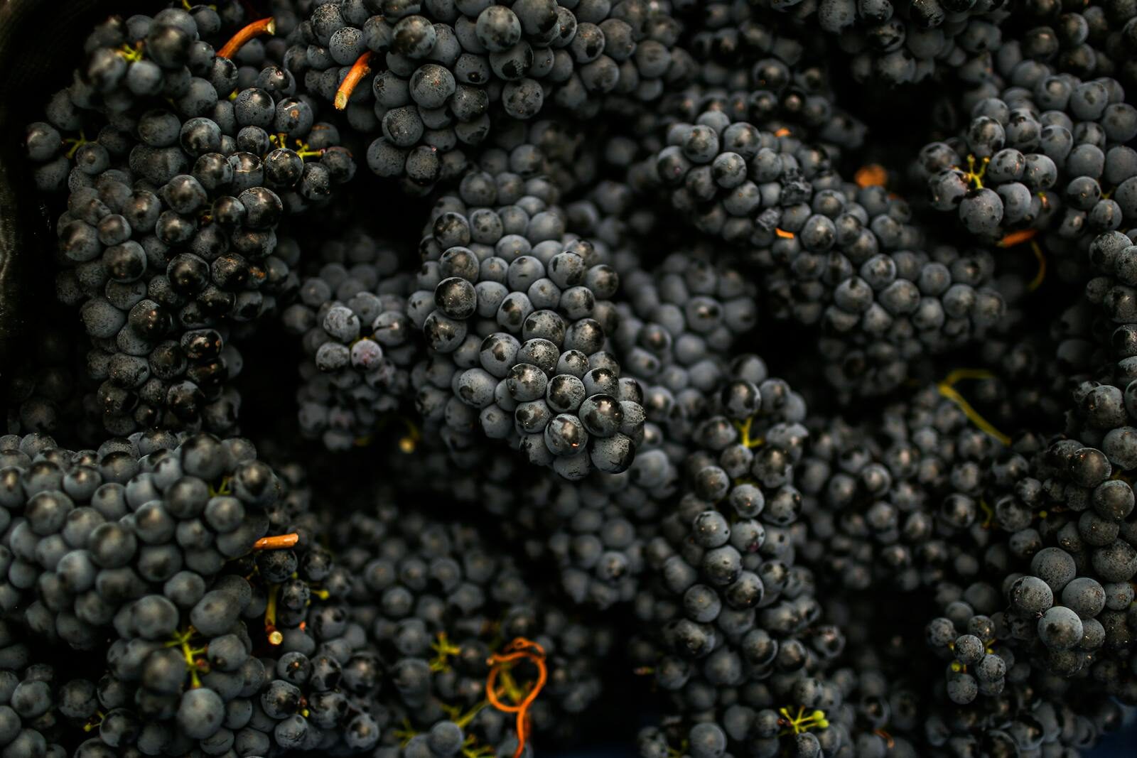 Long Black Grapes