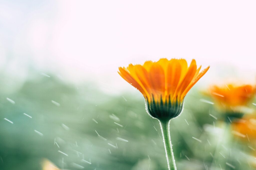 Calendula Seed Saving