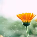Calendula Seed Saving