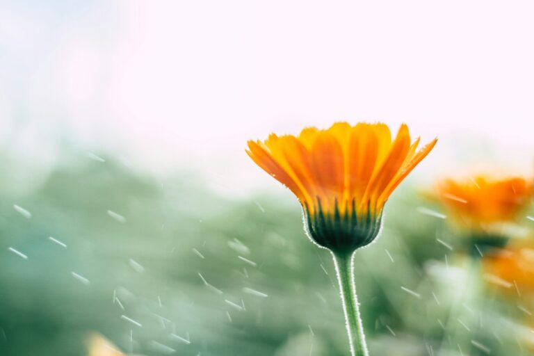 Calendula Seed Saving