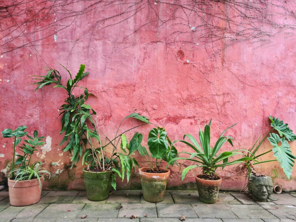 Plants That Fight Mold