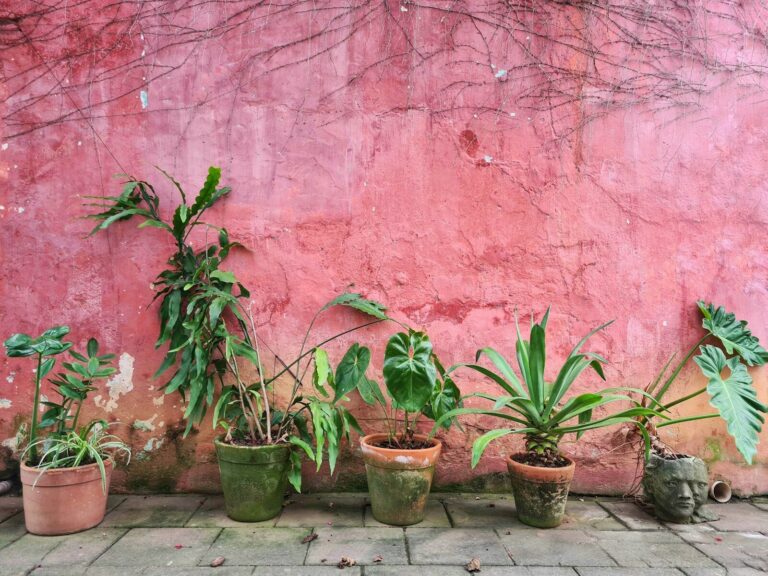 Plants That Fight Mold