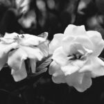 Gardenia Four Seasons