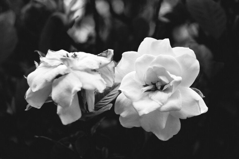 Gardenia Four Seasons