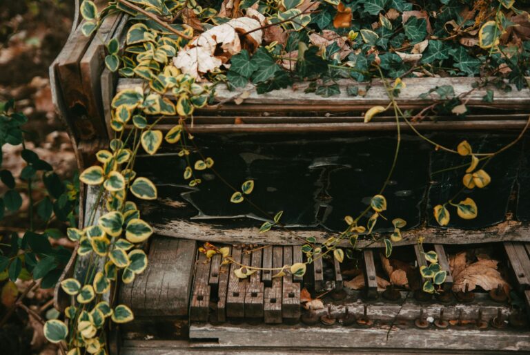 Yellow Ripple Ivy