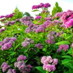 Spirea Firelight Care