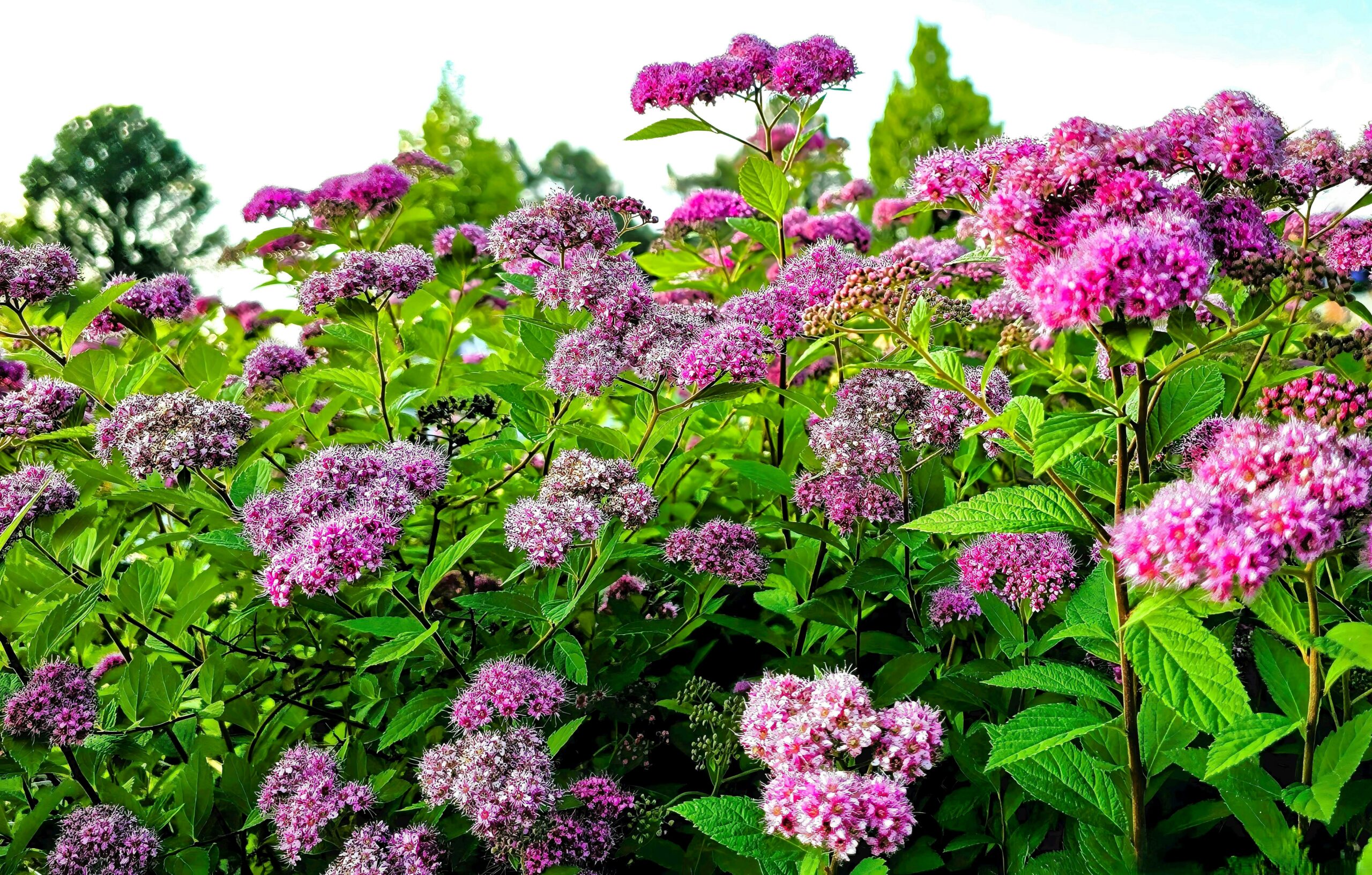 Spirea Firelight Care