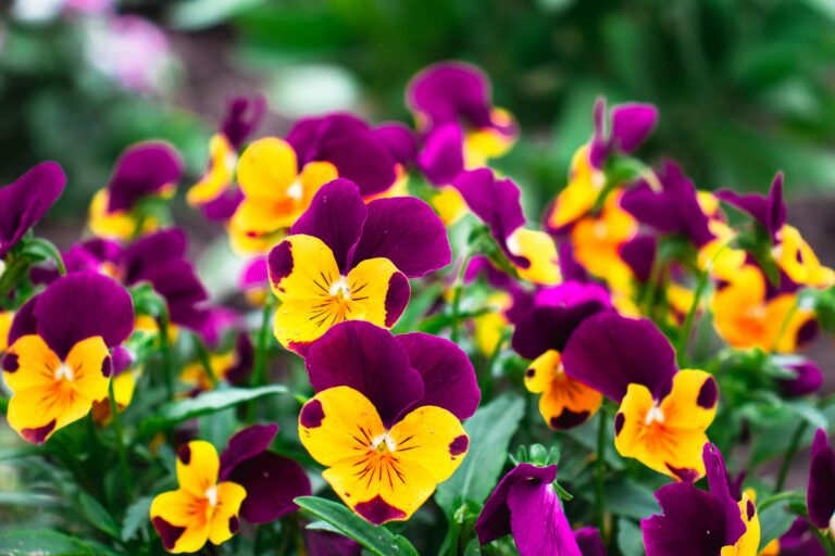 Close-up of vibrant pansy flowers in a garden setting, showcasing purple and yellow blossoms.