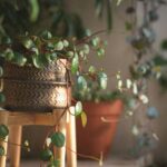 Spice Is Nice Peperomia