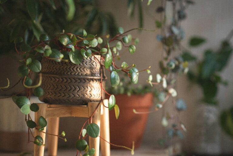 Spice Is Nice Peperomia