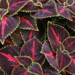 Coleus Fishnet Stockings