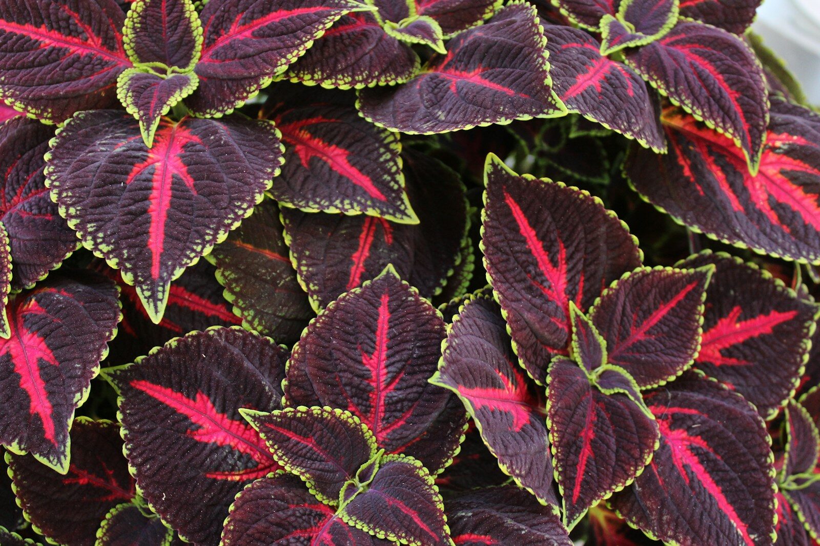 Coleus Fishnet Stockings