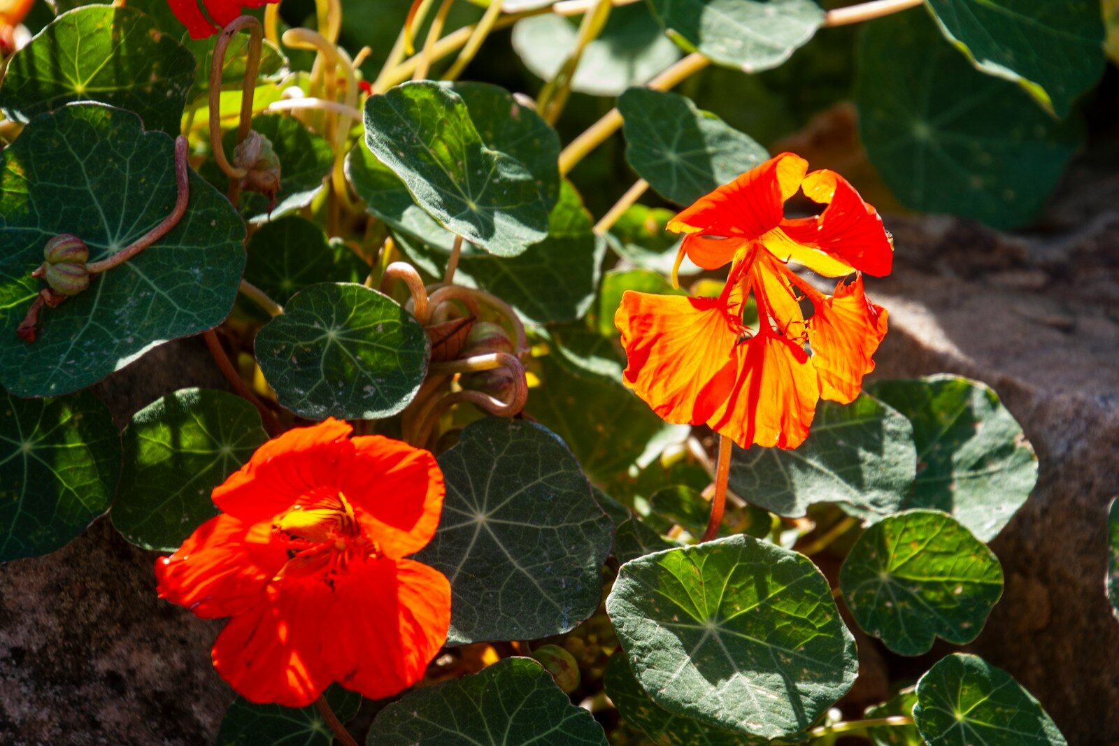 Nasturtium