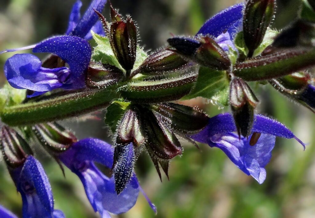 Salvia Blue Suede Shoes