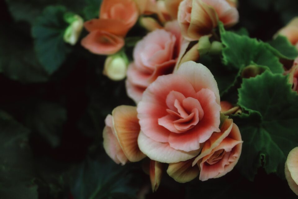 Elatior Begonia