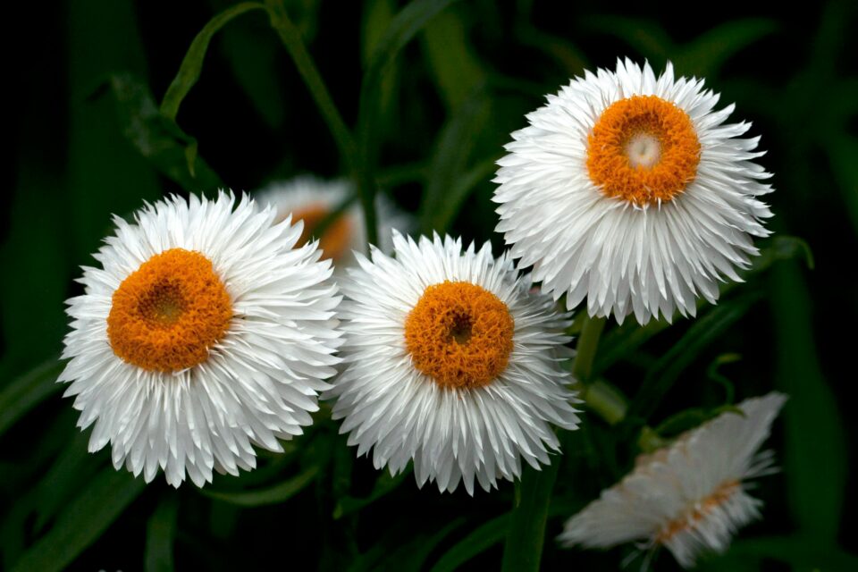 Everlasting Flowers
