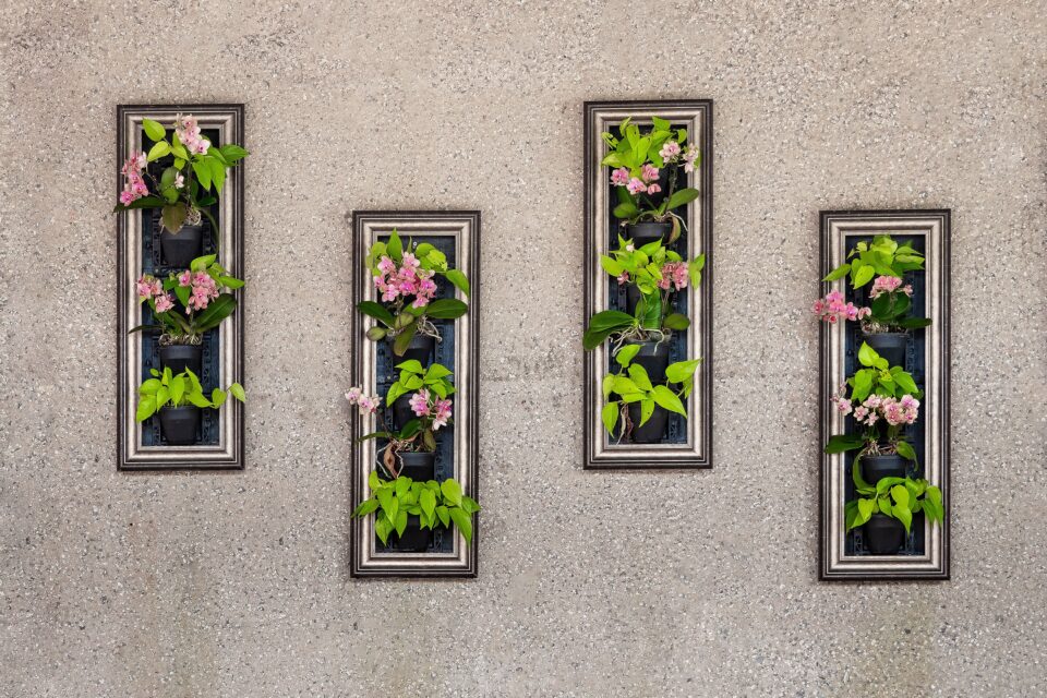 Auricula Theatre
