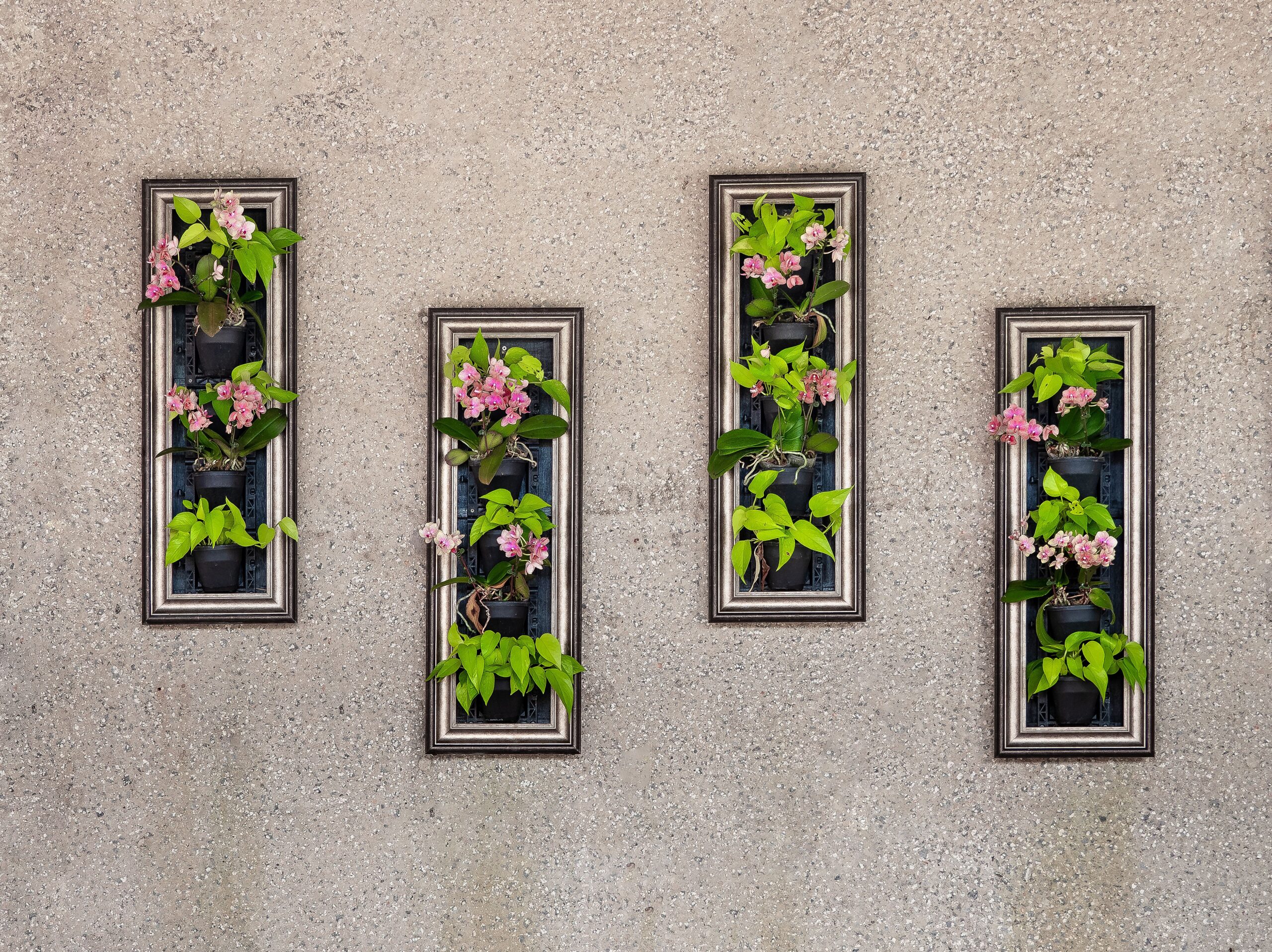Auricula Theatre