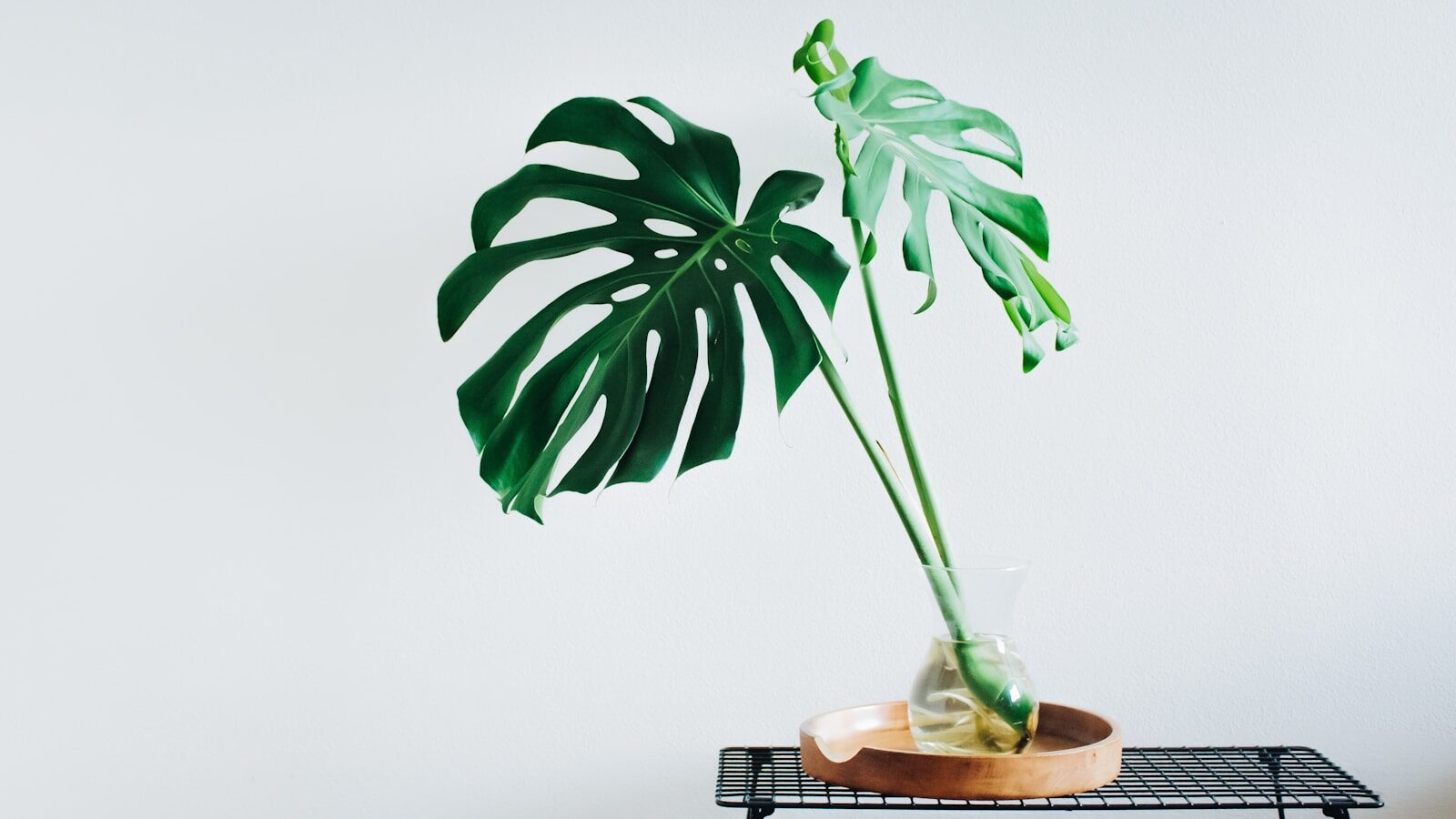 Monstera Mint