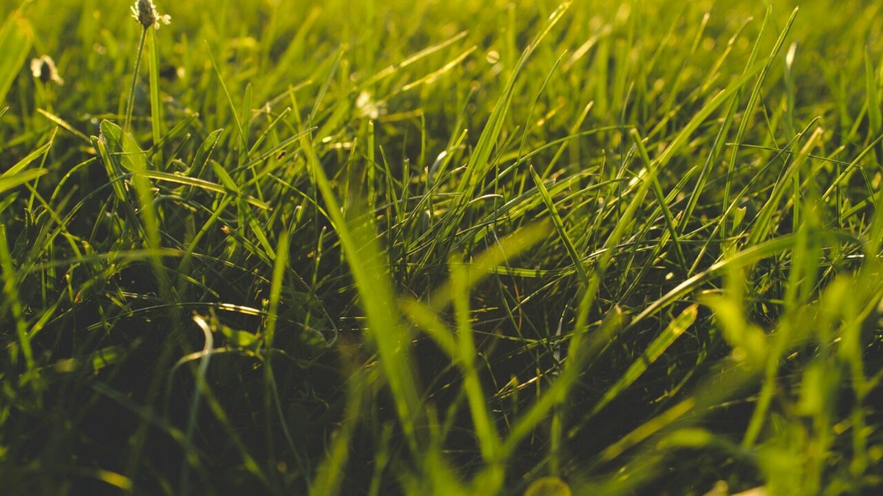 Why Is My Grass Turning Yellow? Causes, Fixes, and Prevention Guide