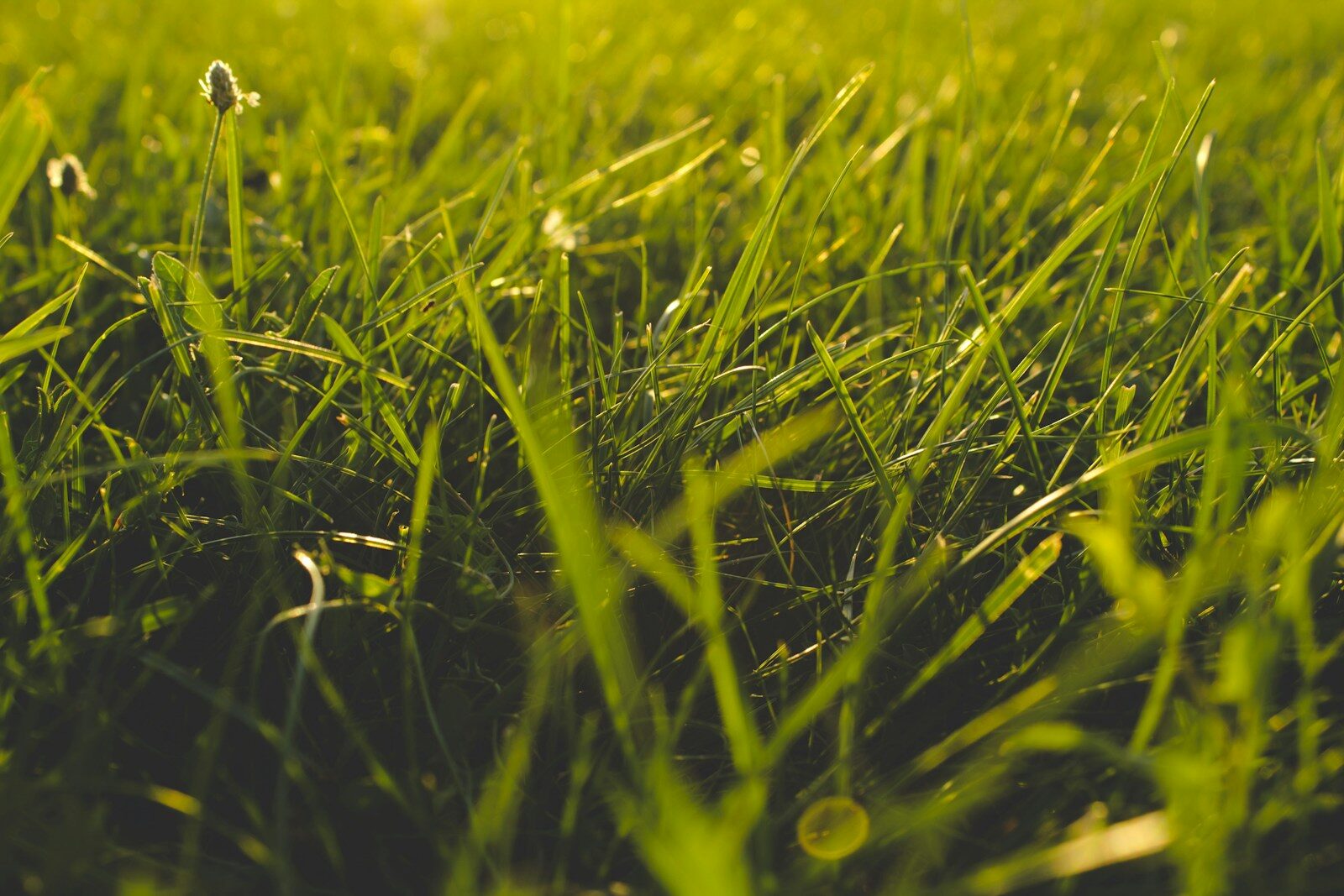 Why Is My Grass Turning Yellow