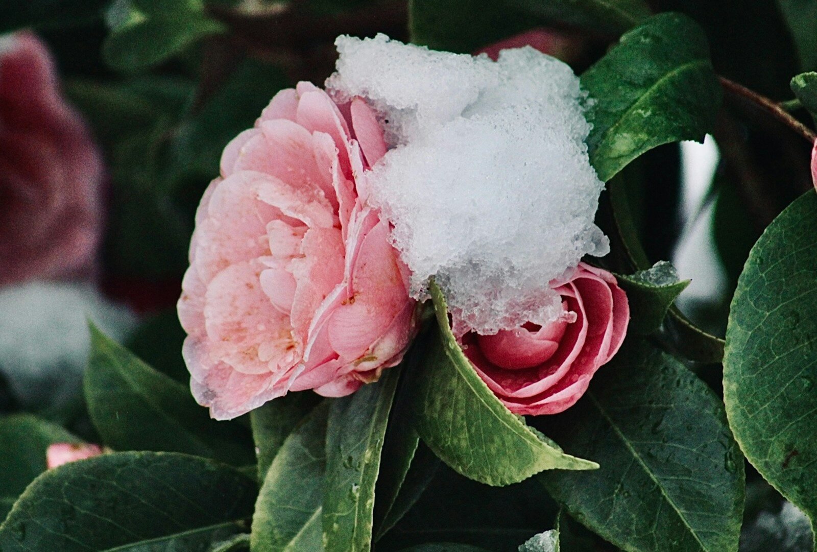 Winter Hardy Plants