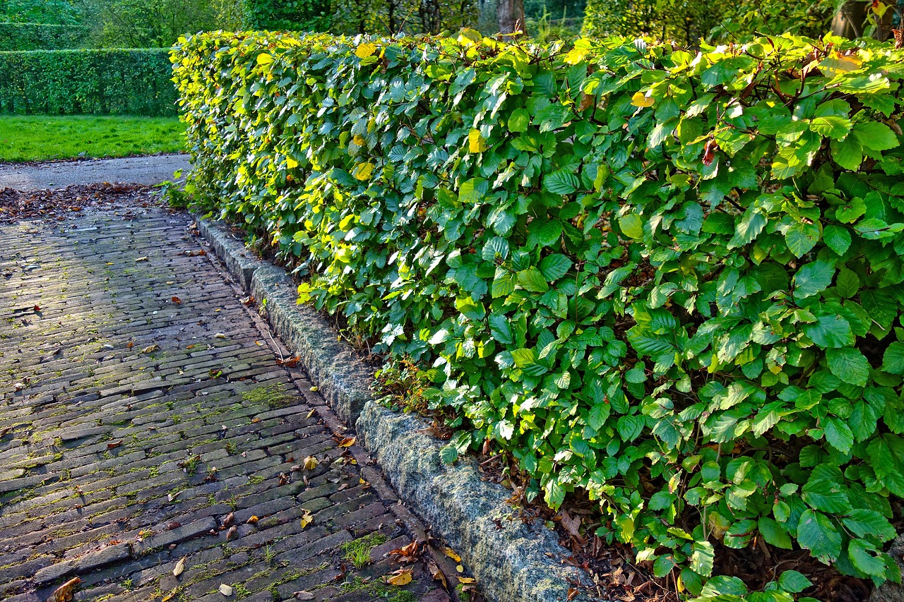 Clusia Hedge
