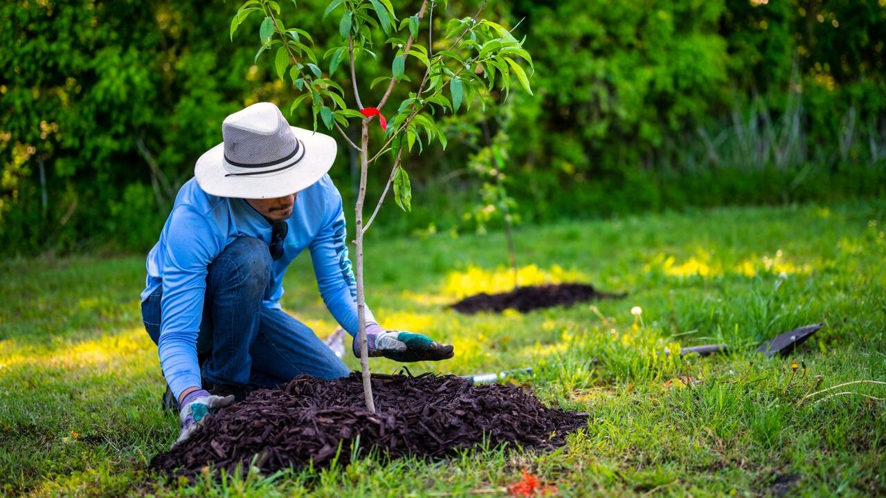 Black Mulch Guide: Benefits, Uses, and Best Tips for Your Garden