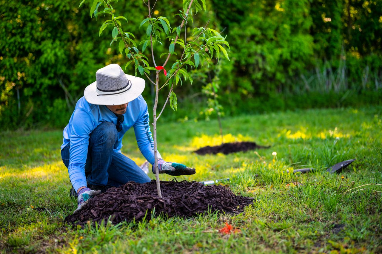 Black Mulch Garden