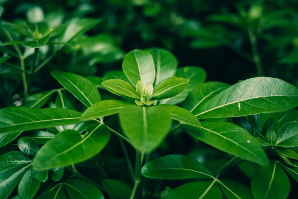 Wax Leaf Privet