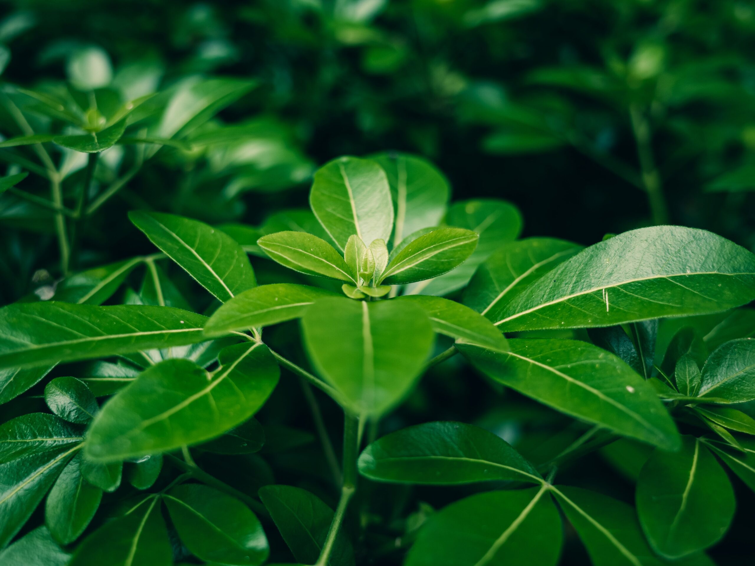Wax Leaf Privet