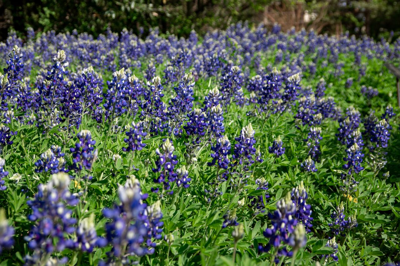 Texas State Flower