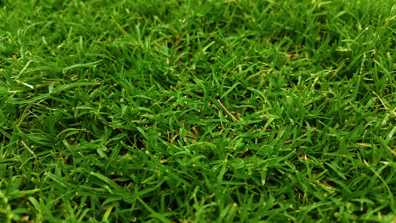 Zoysia vs Bermuda Grass