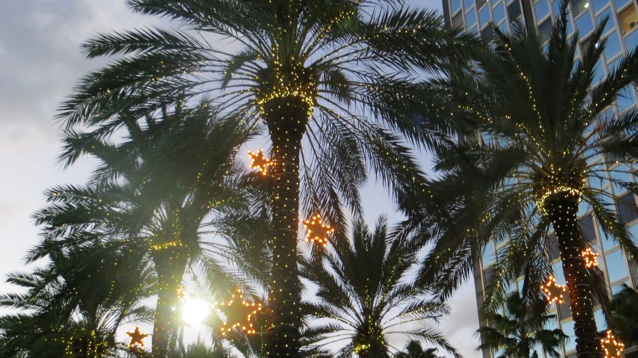 Christmas Palm Trees: The Complete Growing and Care Guide
