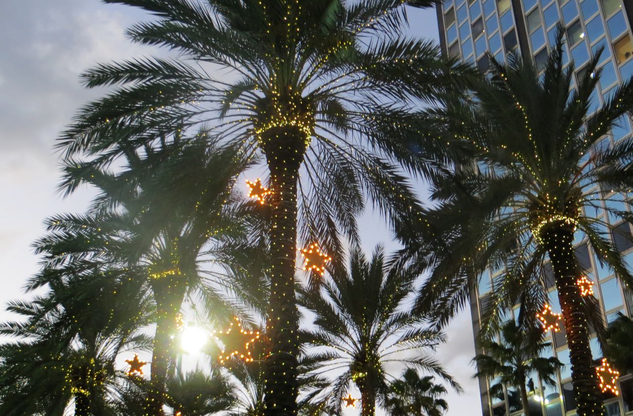 Christmas Palm Trees