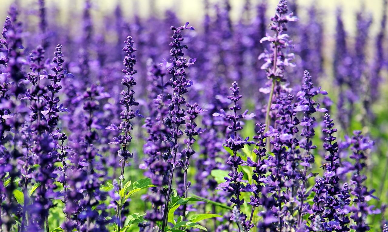 Lavender Bloom